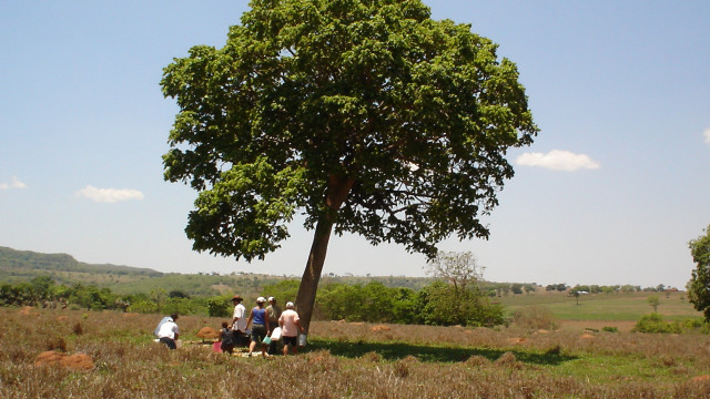 Biomassa Brasil